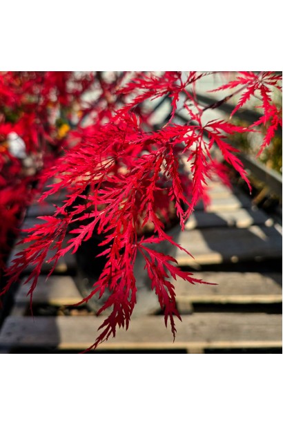 Клен Inaba-shidare форма листя